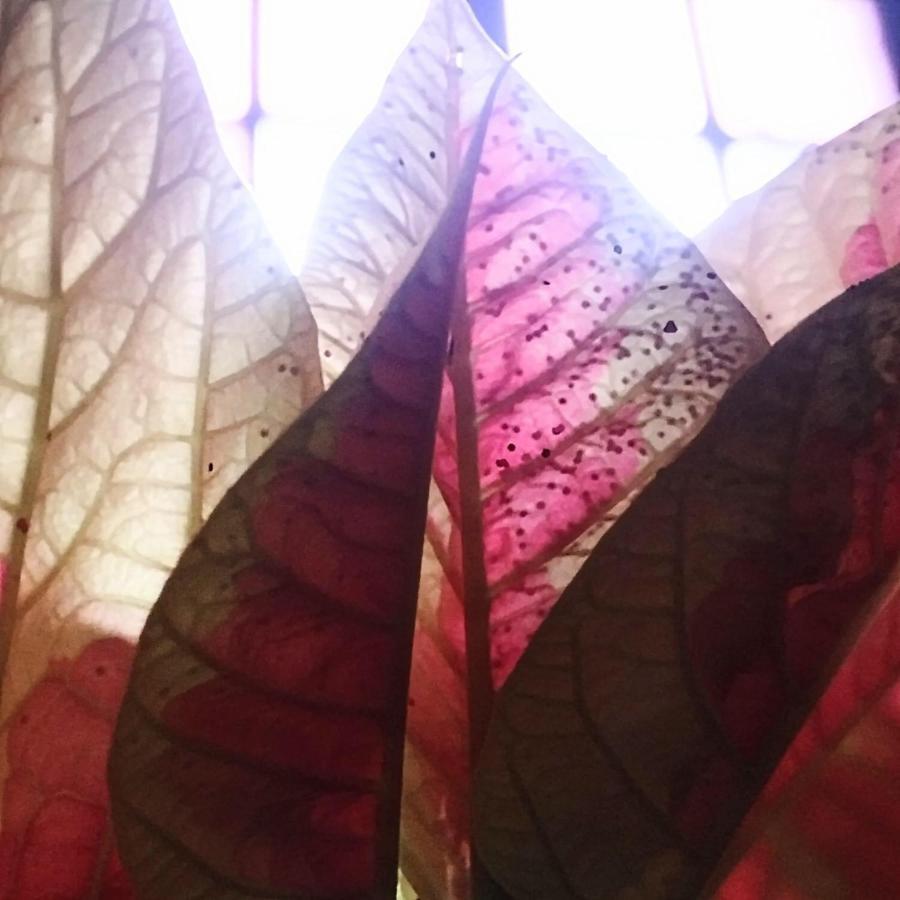 Officinale Rome Apartment, Pineta Sacchetti Extérieur photo
